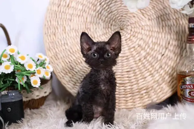 哪里有卷毛猫卖的 双血统卷毛猫多少钱 - 图片 1