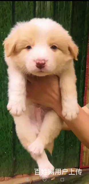 广州比熊犬舍，专业繁殖各种名猫名犬，广州金毛犬之家 - 图片 2