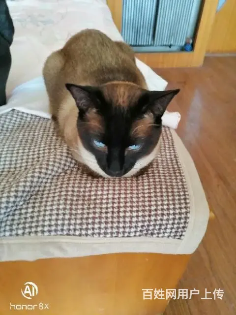 暹罗蓝重点猫 - 图片 5
