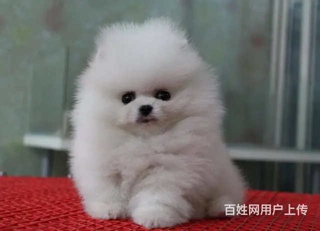 纯种茶杯博美犬出售 北京赛级博美犬价格 - 图片 6