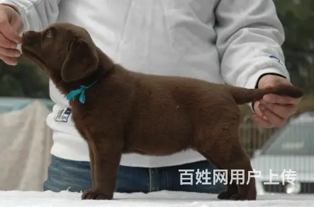 抚州想买拉布拉多到哪里看靠谱，靠谱拉布拉多养殖户 - 图片 1
