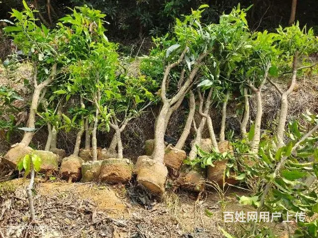 供应各种芒果树苗以及其他水果苗 - 图片 5