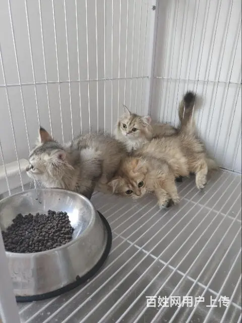 自家猫舍小奶猫 - 图片 1