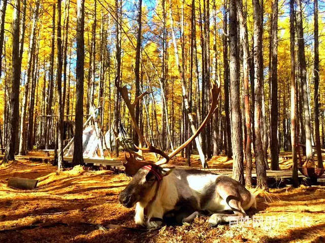 呼伦贝尔漠河阿尔山秋季旅游包车师傅排名 - 图片 2