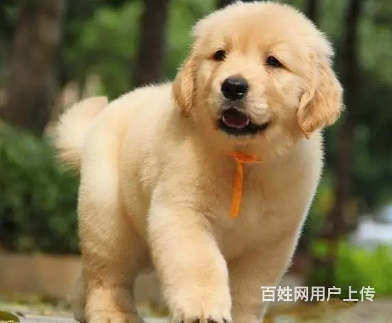赛级金毛犬 大头家养金毛犬 金毛犬多少钱 - 图片 5
