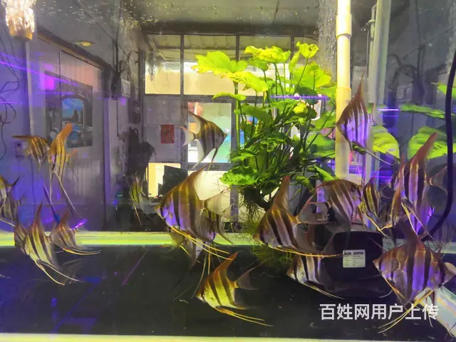 苏州鱼缸定制，专业定制鱼缸，上门服务 - 图片 1