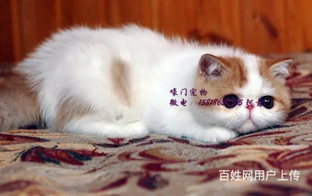 金华哪里买加菲猫纯血统◆加菲猫多少钱一只 - 图片 4