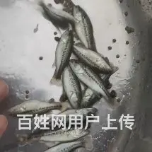 黄骨鲈鱼泥鳅桂鱼黑鱼翘嘴白叉尾鮰鸭嘴鱼苗 - 图片 7