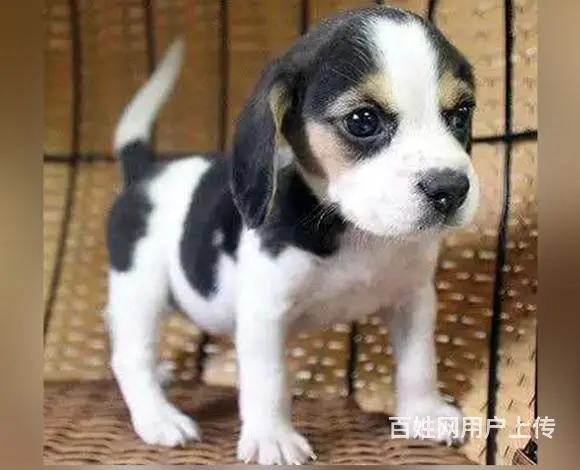 六安卖比格犬的犬舍，犬舍比格犬一般价位 - 图片 6