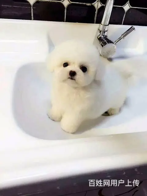 纯种比熊价格 纯种比熊犬多少钱 赛级比熊犬 - 图片 6