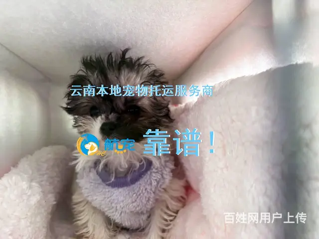 昆明宠物托运 不是中介 飞机火车汽车去全国 - 图片 3