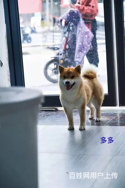 赤峰哪里买正规纯种柴犬幼犬活泼聪明健康《优莱柴犬犬舍》 - 图片 4