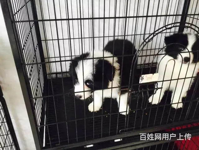 辽阳哪儿有纯种边牧出生，纯种边牧价位表 - 图片 7