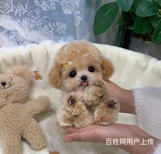 广州雪纳瑞约克夏泰迪比熊博美马尔泰柯基柴犬法斗 - 图片 6