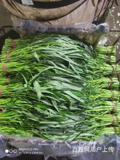 晋城蔬菜配送 - 图片 6