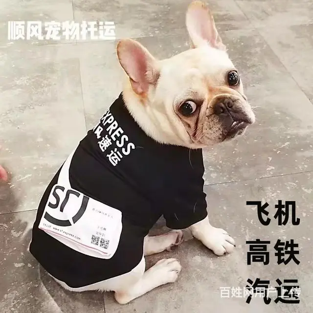 阿坝宠物托运（猫狗）邮寄速运空运 （2023今日 推荐运输） - 图片 3