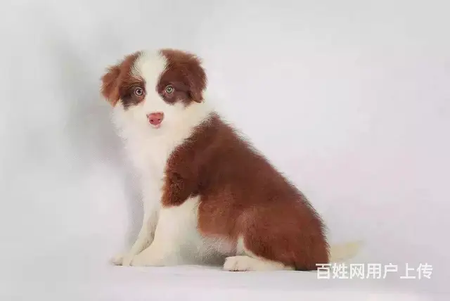 辽阳上哪可以看到边牧犬舍，边牧犬舍地址位置 - 图片 8