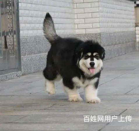 纯种阿拉斯加出售 大骨架雪橇阿拉斯加 多只可选 - 图片 5