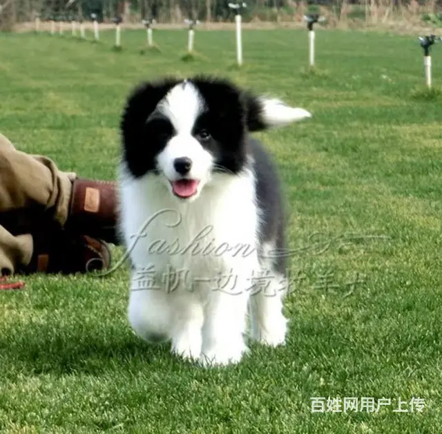 出售   高品质边牧宝宝【益帆边境犬舍】 - 图片 7