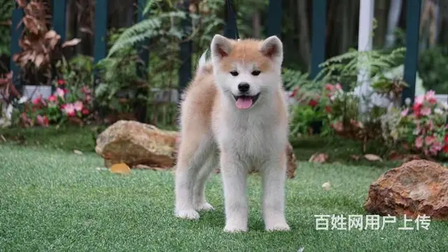 秋田犬 纯种秋田一只多少钱 秋田犬价格 - 图片 4