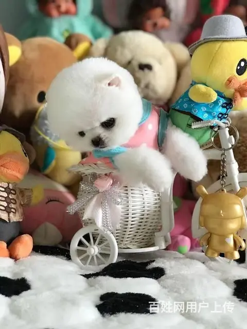 纯种博美 哈多利球体博美 白色博美犬多少钱一只 - 图片 4