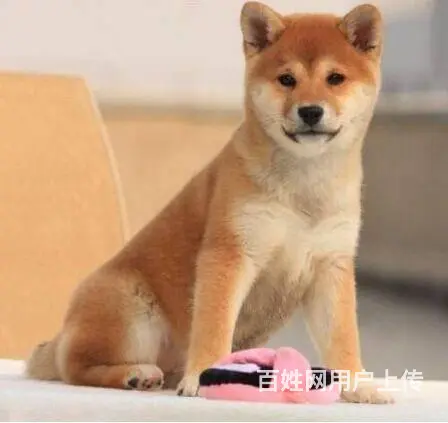 哪里有卖日本柴犬 纯种柴犬多少钱一只 - 图片 9