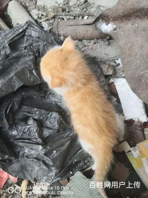 自家小猫，养不了，三只一百，欢养 - 图片 1