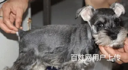六安上哪里买雪纳瑞比较好，上哪里可以买到雪纳瑞 - 图片 12
