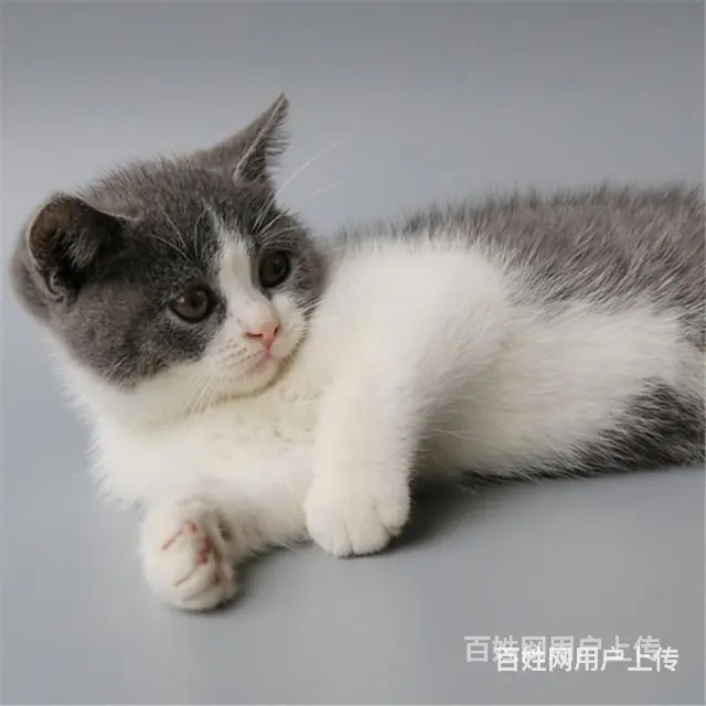 云南普洱包子脸蓝白猫全国包邮 - 图片 5