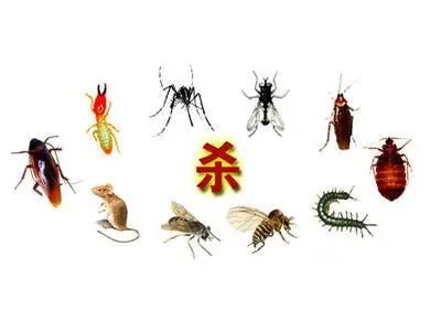 资阳有灭白蚁的公司吗？ - 图片 3