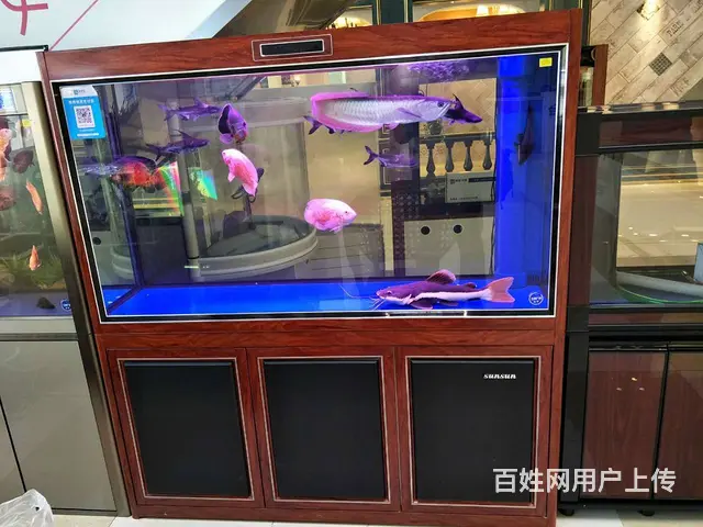 {苏州鱼乐天地水族}专业鱼缸清洗鱼缸养护，上门服务 - 图片 8