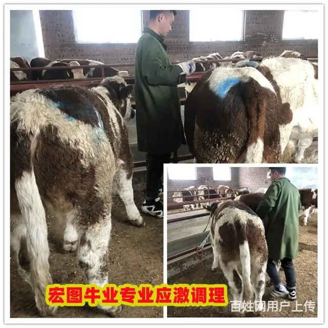 400至500斤 西门塔尔成年母牛 要多少钱一头 - 图片 1