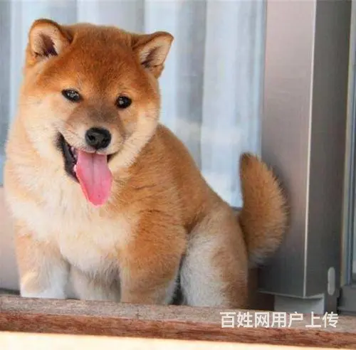 纯种柴犬 柴犬幼犬 柴狗 日本柴犬 柴犬幼犬纯种 - 图片 4