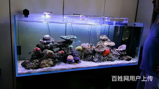 专业鱼缸养护，家庭公司，别墅鱼池 - 图片 9