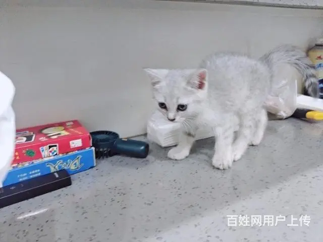 自家猫咪生的小不点，还有一个母的，三个公的，求收养 - 图片 1