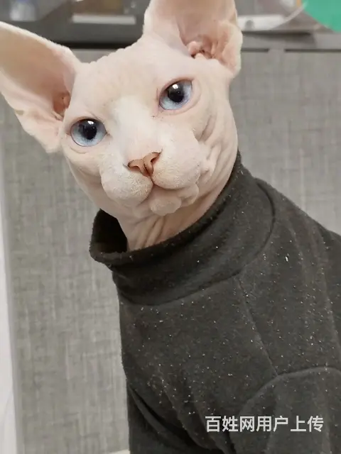 无毛猫急售 - 图片