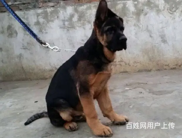 纯种德国牧羊犬 公母都有 血统健康有保障 - 图片 3