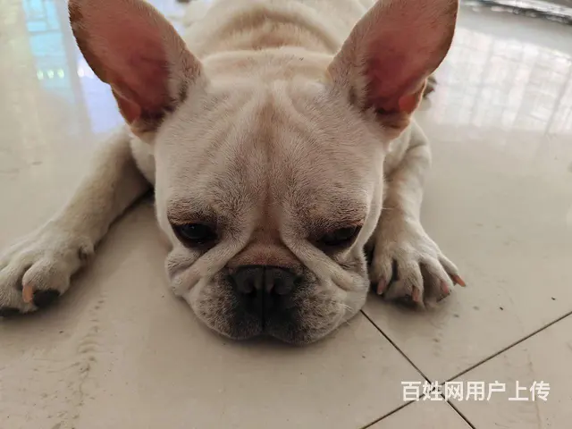 要求爱狗人士 - 图片 1