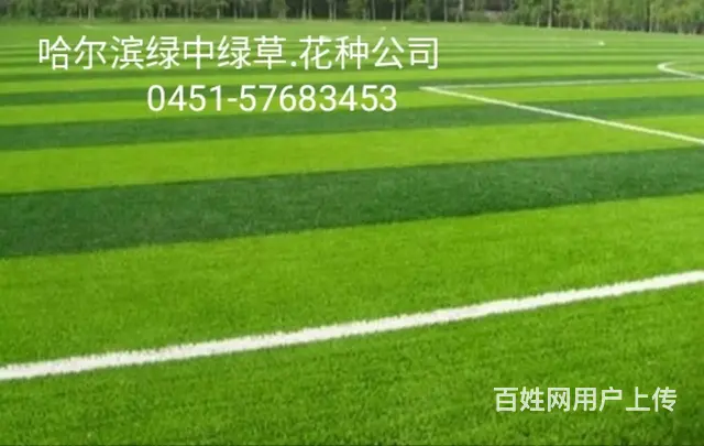 __哈尔滨绿中绿草种.花种公司__ - 图片 3