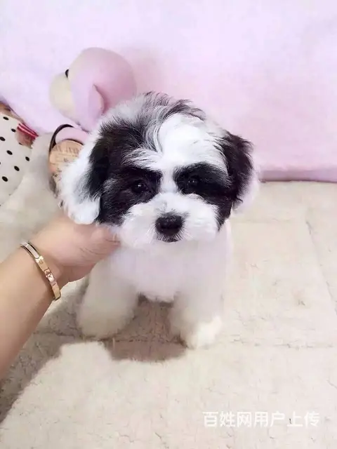 抚州【泰迪犬舍】地址纯种泰迪到底多少钱一只 - 图片 2