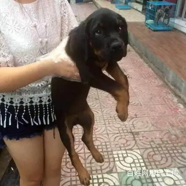 辽阳买一只罗威纳大概要多少钱，罗威纳犬舍地址 - 图片 9
