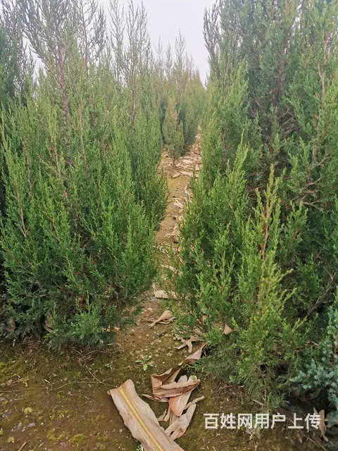 低价出售沈阳塔柏，柏树，五角枫，红豆杉等 - 图片 1