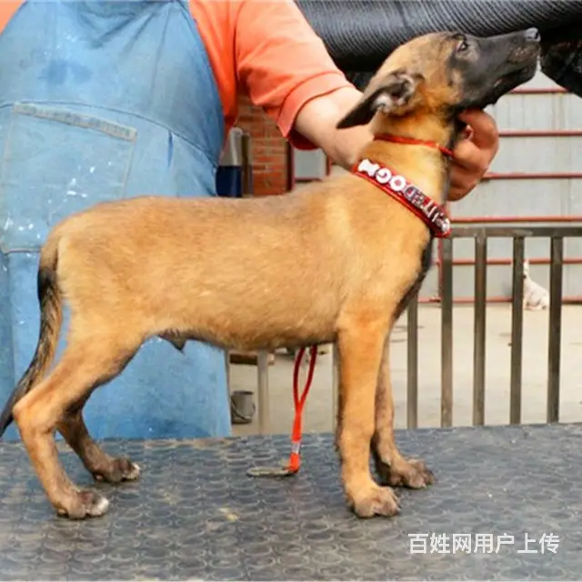 中卫上哪可以看到马犬犬舍，马犬犬舍地址位置 - 图片 10