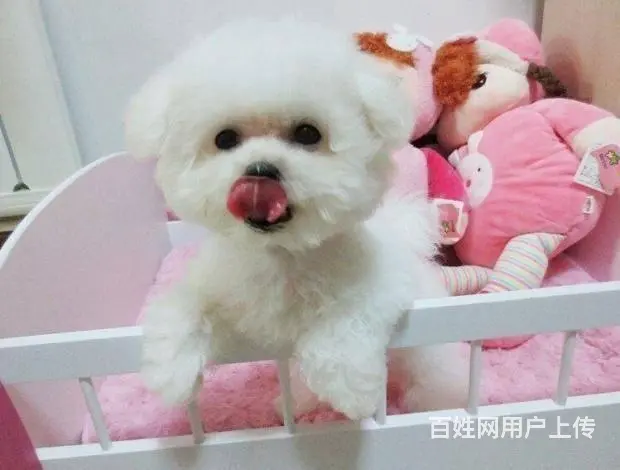 出售纯种比熊犬幼犬 棉花糖宝宝 北京法国比熊犬 - 图片 3