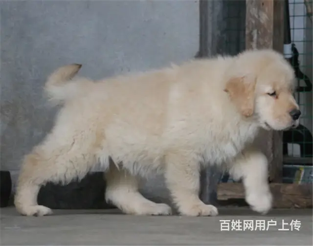 纯种健康金毛幼犬、品种齐全纯正血统 品质有保证 - 图片 5