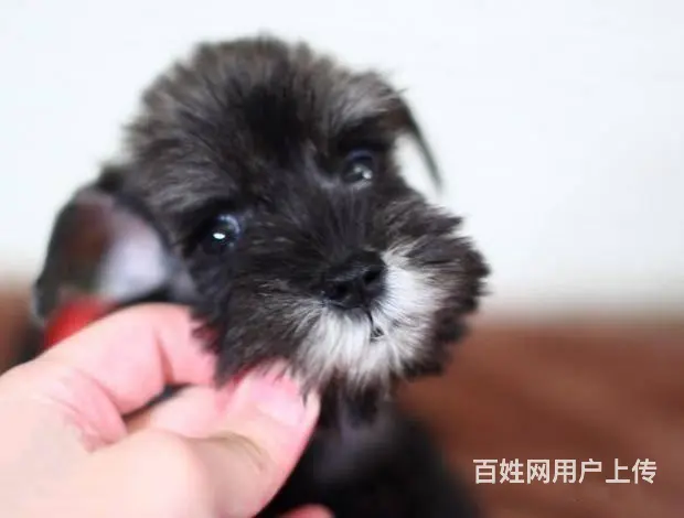广州哪里买狗有保障 迷你雪纳瑞幼犬 多窝挑选保健康 - 图片 4