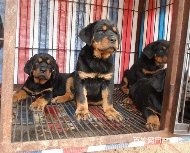 精品罗威纳大量幼犬罗威纳价格罗威纳性格图片视频 - 图片 10
