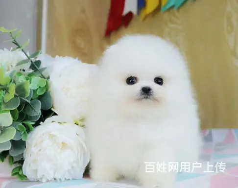 哈多利球体博美/CKU血统认证博美幼犬健康之宝 - 图片 2