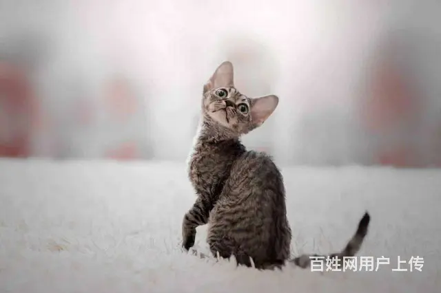 德文卷毛猫价格 德文卷毛猫成年体重 德文卷毛猫 - 图片 1
