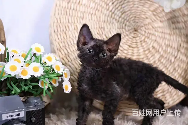哪里有德文卷毛猫卖的 卷毛猫多少钱 卷毛猫好养吗 - 图片 8